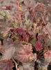 heuchera_ebony_and_ivory_4778a