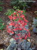 heuchera-cinnabar-silver-pretty-red-flowers-300x400