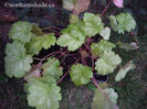 heuchera-havana-coral-bells-in-pot-400x300