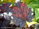 heuchera-plum-pudding-backlit-leaf-showing-red-400x300