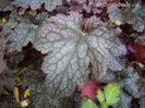 heuchera-plum-pudding-with-violet-pink-colour-400x300