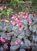 heuchera-raspberry-ice-pink-flower1