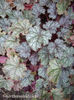 heuchera-raspberry-ice-showing-leaf-colour-changes