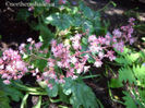 heucherella-tapestry-pink-flower-closeup-400x300