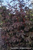 Hibiscus%20acetosella%20
