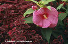 Hibiscus%20moscheutos%20