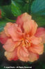 Hibiscus%20rosa-sinensis%20
