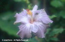 Hibiscus%20rosa-sinensis%20