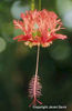 Hibiscus%20schizopetalus