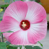 hibiscus_luna_pink_swirl_pop-up