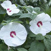 hibiscus_luna_white_pop-up