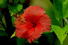 Hibiscus-Africanus-trandafir-chinezesc-Africanus