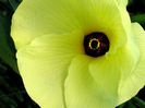 Hibiscus-Manihot-trandafir-chinezesc-Manihot