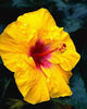 hibiscus-rosa-sinensis-galben