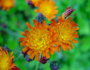 Hieracium%20aurantiacum