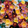 hollyhock_antwerp_fig_leaf_mix_pop-up