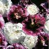 hollyhock_blackberry_ripple_pop-up