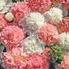 hollyhock_brides_bouquet_pop-up