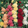hollyhock_chaters_double_mix_3