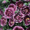 hollyhock_creme_de_cassis_pop-up