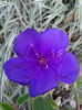 Clematita-2013-10-13 08.39.53