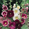 hollyhock_indian_spring_mix_2