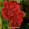 hollyhock_scarlet_ohara_3