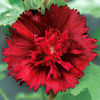 hollyhock_spring_celebrities_crimson_pop-up