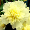 hollyhock_spring_celebrities_lemon_pop-up