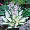 Hosta%20