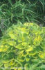 Hosta%20