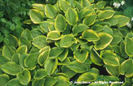 Hosta%20