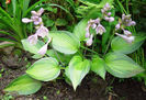 Hosta%20