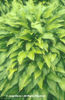 Hosta%20lancifolia