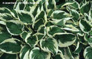 Hosta%20