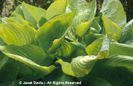 Hosta%20