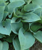 Hosta%20tardiana%20