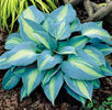 Hosta%20