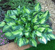 Hosta%20