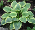 Hosta%20