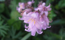 hyacinthoids-spanish-bluebell