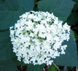 Hydrangea%20arborescens%20