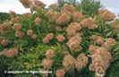 Hydrangea%20paniculata%20