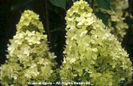 Hydrangea%20paniculata%20