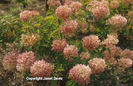 Hydrangea%20paniculata%20