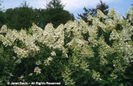 Hydrangea%20paniculata%20