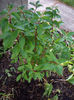 hydrangea-paniculata-dv-pinky-planted