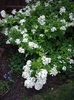 hydrangea-paniculata-grandiflora