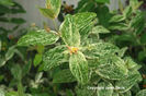 Hypericum%20androsaemum%20