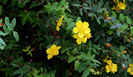 hypericum-hidcote